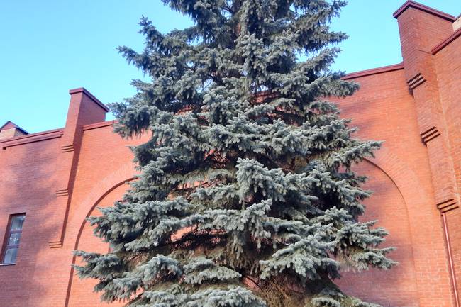 Ватутинки