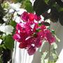 Горящие туры в отель Riad Les Bougainvilliers - 4