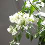 Горящие туры в отель Riad Les Bougainvilliers - 5