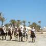 Горящие туры в отель El Mouradi Djerba Menzel - 5