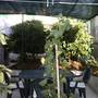 Горящие туры в отель Apartments and Rooms Kate  - 2
