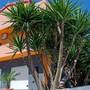 Горящие туры в отель Apartments Villa Sunrise  - 1