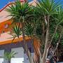 Горящие туры в отель Apartments Villa Sunrise  - 4