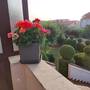 Горящие туры в отель Apartments Duda  - 1
