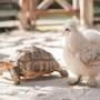 Горящие туры в отель Thavorn Palm Beach Resort - 6