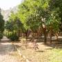 Горящие туры в отель Saban Tree Houses  - 3