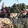 Горящие туры в отель Riad Aloes - 3