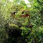 Горящие туры в отель The Thick Forest  - 4