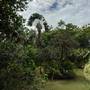 Горящие туры в отель Sepilok Jungle Resort, Sandakan - 5