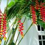 Горящие туры в отель Negril Palms  - 3