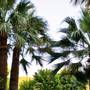 Горящие туры в отель Hotel Senses Palmanova - 5