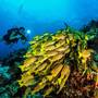 Горящие туры в отель Dusit Thani Maldives - 2