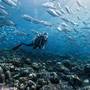Горящие туры в отель Dusit Thani Maldives - 3