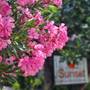 Горящие туры в отель Sunset Pension and Apartments  - 5