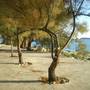 Горящие туры в отель Apartments Roberto Borzic  - 5