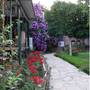 Горящие туры в отель Chocolate Lodge Pension  - 1