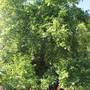 Горящие туры в отель Garden Pansiyon  - 2