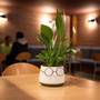 Горящие туры в отель El Pekinaire Bed and Breakfast  - 2