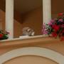 Горящие туры в отель Apartments Villa Bartol  - 6