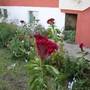 Горящие туры в отель Alvanita Apartments  - 1