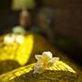 Горящие туры в отель Ecowoods Village Spa & Yoga Retreat  - 1