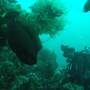 Горящие туры в отель Ocean View Dive Resort Tulamben - 1