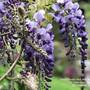Горящие туры в отель Sapa Garden Bed and Breakfast  - 6
