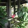 Горящие туры в отель Chichi's Bungalows & Suites  - 2
