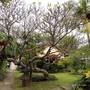Горящие туры в отель Bali Lovina Beach Cottages - 2