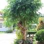 Горящие туры в отель Ban Tai River Garden  - 3