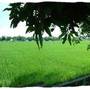 Горящие туры в отель Sawah Lovina  - 1