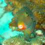 Горящие туры в отель Asian Belgian Dive Resort  - 3