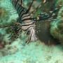Горящие туры в отель Asian Belgian Dive Resort  - 6