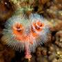Горящие туры в отель Asian Belgian Dive Resort  - 5