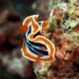 Горящие туры в отель Asian Belgian Dive Resort  - 2