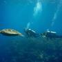 Горящие туры в отель Turtle Bay Dive Resort, Moalboal - 5