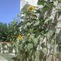 Горящие туры в отель Munevver Abla Guesthouse - 6