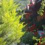 Горящие туры в отель Dayco Pansiyon Bungalow - 3