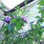 Горящие туры в отель Guest House Luka - 4