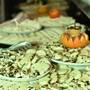 Горящие туры в отель Otium Park Ayaz Aqua Beach Hotel - 5