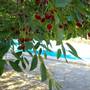 Горящие туры в отель Hotel Kalehan - 4