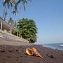 Горящие туры в отель Bondalem Beach Club - 6