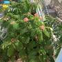 Горящие туры в отель Apartment Sibenik - 6