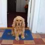 Горящие туры в отель Giorgi's Homestay - 2