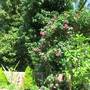 Горящие туры в отель Dobry Kit Guest House - 3