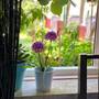 Горящие туры в отель Apartment Jadranska - 6