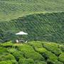 Горящие туры в отель Cameron Highland Resort - 6