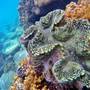 Горящие туры в отель Perhentian Island Resort  - 4