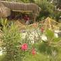 Горящие туры в отель Club Gunes Garden - 4