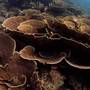 Горящие туры в отель Sangat Island Dive Resort - 5